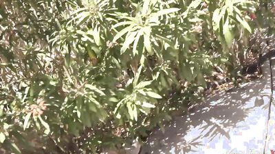 Aunt Judy's XXX - Busty Blonde MILF Keira is Not Impressed by Your Gardening (POV)