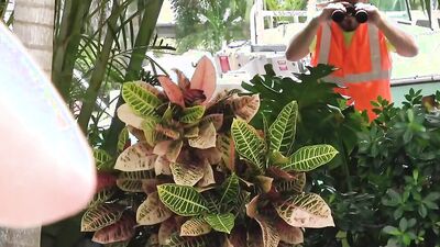 Three aroused chicks are about to share a cock of a gardener